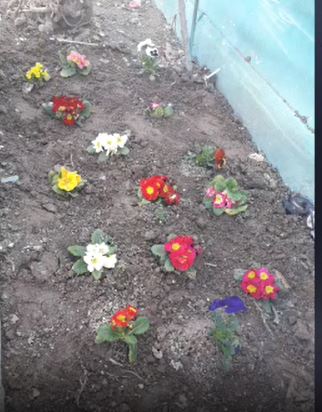 کاشت گل به مناسبت روز طبیعت و درختکاری  مدرسه مهاد عسگریه